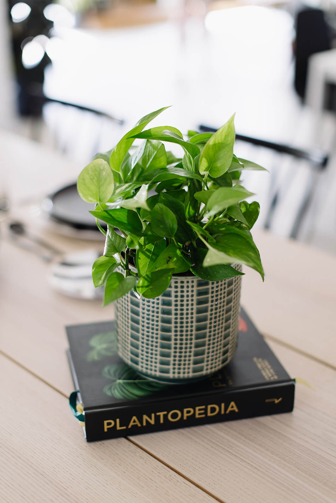 close up of plant on book
